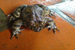 Việt Nam có loại ếch “đại gia“ giá 700.000 đồng/kg, từng là đặc sản tiến Vua nổi tiếng