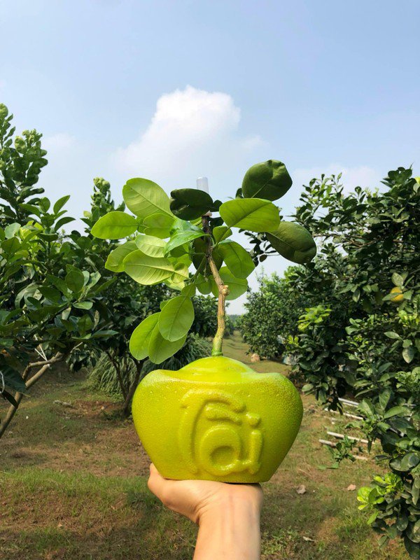 Không chỉ bưởi đỏ tiến vua, bưởi Diễn cũng được các nhà vườn tạo hình tài lộc độc đáo. Ảnh: Facebook