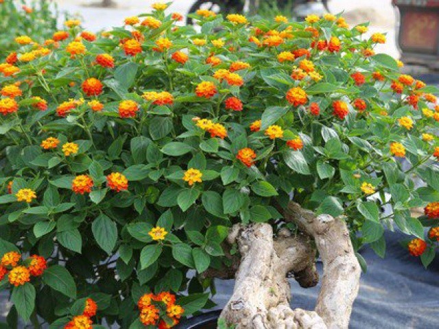 Loài hoa dại lên đời thành bonsai ngũ sắc tiền triệu hút khách dịp Tết