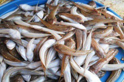 Loại cá ở Việt Nam vừa thô vừa xấu nhưng ngon như thịt gà, phơi khô thành đặc sản đắt đỏ