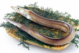 Thị trường - Tiêu dùng - Loại cá dài cả mét ở Việt Nam, trong bụng chứa một thứ quý 9 triệu đồng/kg