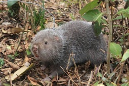 Loài vật trông giống hệt con chuột, lên bàn ăn thành đặc sản nổi tiếng, giá 800.000 đồng/kg