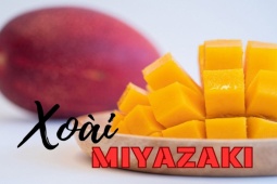 Ẩm thực - Giống xoài đắt nhất thế giới, giá tiền triệu vẫn không có hàng bán