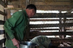 Thị trường - Tiêu dùng - Nông dân phấn khởi hái lộc nhung hươu dịp đầu năm