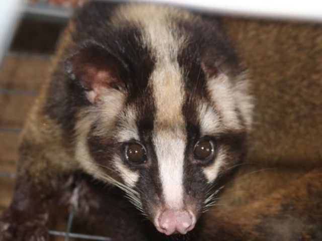 Thị trường - Tiêu dùng - Bỏ nghề cầm lái, người đàn ông ở Vĩnh Long "trúng đậm" với đam mê mới