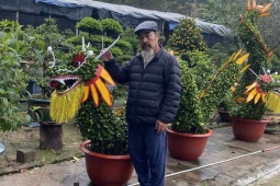 Thị trường - Tiêu dùng - Cận cảnh cặp quất hình con rồng “độc nhất vô nhị”, chủ nhân báo giá 50 triệu đồng