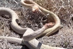 Media - 2 con "bạch xà" đại chiến kịch tính, khó lường