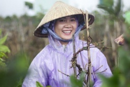 Thị trường - Tiêu dùng - Rộn ràng mùa lặt lá thuê ở thủ phủ mai vàng Bình Định