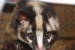 Thị trường - Tiêu dùng - Bỏ nghề cầm lái, người đàn ông ở Vĩnh Long "trúng đậm" với đam mê mới