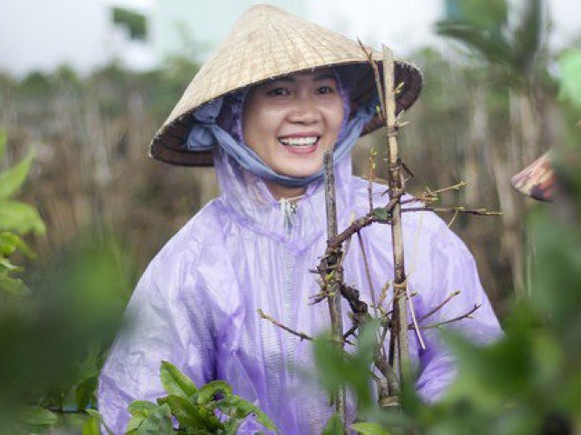 Rộn ràng mùa lặt lá thuê ở thủ phủ mai vàng Bình Định