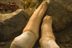 Thị trường - Tiêu dùng - Loại hải sản có hình thù nhạy cảm, ai nhìn cũng "đỏ mặt", giá tiền triệu/kg