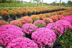 Thị trường - Tiêu dùng - Trồng giống cây hoa cúc “lạ”, nhà vườn trồng không đủ bán