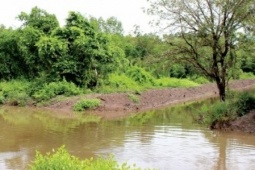 Tin tức trong ngày - Bị con bò nặng 200kg đá, người đàn ông tử vong