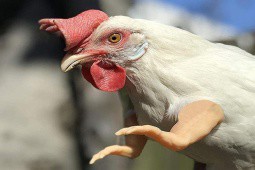 Truyện cười: Con gà “qua đời“ có bao nhiêu cái tên?