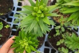 Thị trường - Tiêu dùng - Củ hoa ly, tuylip rao bán tràn lan "chợ mạng" và những lưu ý ít người biết