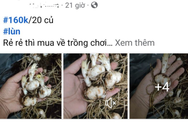 Củ hoa ly với giá "rẻ bèo" được rao bán trên các trang mạng xã hội