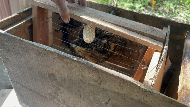 CLIP: Người đàn ông tiết lộ bí quyết "gọi" ong về nuôi lấy mật - 6