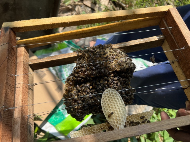 Ông Trung nuôi ong theo cách để chúng bay ra tự nhiên lấy mật hoa về nên chất lượng mật ngon hơn so với nuôi bằng thức ăn.