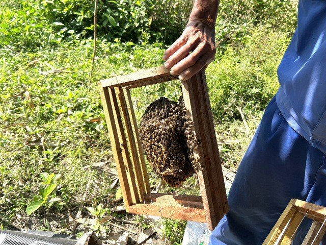 Để "gọi" được ong về xây tổ, ông Trung phải bắt ong chúa ngoài tự nhiên cho vào thùng