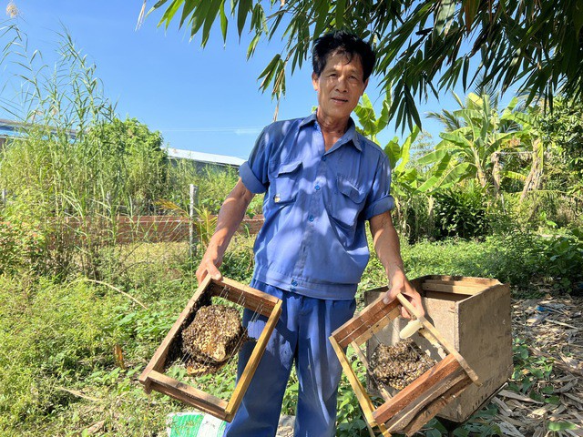 CLIP: Người đàn ông tiết lộ bí quyết "gọi" ong về nuôi lấy mật - 4