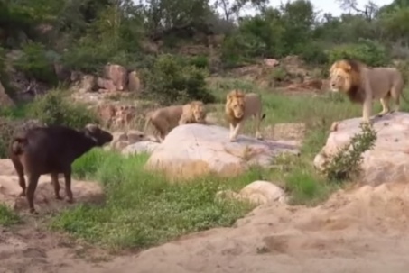 Trâu rừng trả giá khi đối đầu 3 con sư tử đực