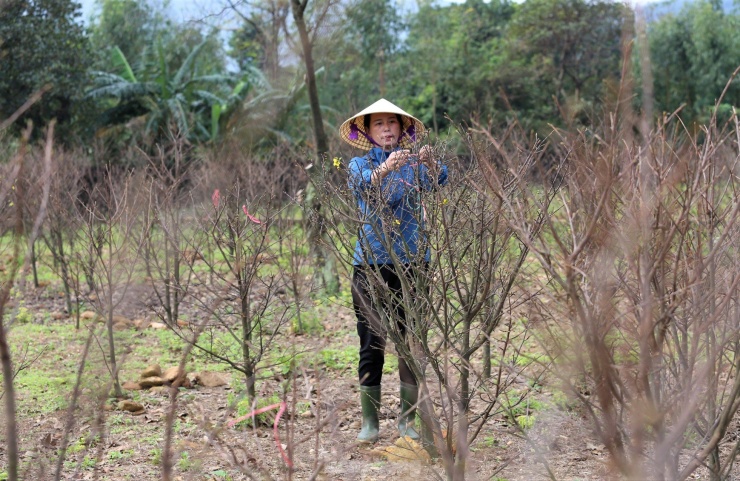 Mai vàng Hà Tĩnh được giá, nông dân lắp camera đề phòng trộm cây - 3