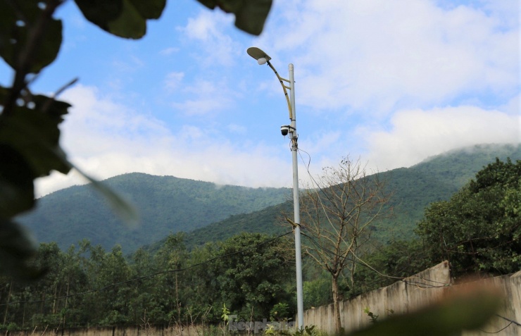 Mai vàng Hà Tĩnh được giá, nông dân lắp camera đề phòng trộm cây - 9