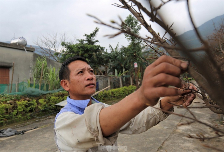 Mai vàng Hà Tĩnh được giá, nông dân lắp camera đề phòng trộm cây - 11