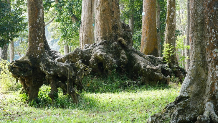 Lạ kỳ những bộ rễ cây khổng lồ tại Trà Vinh - 3