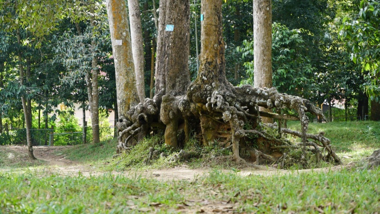 Lạ kỳ những bộ rễ cây khổng lồ tại Trà Vinh - 4
