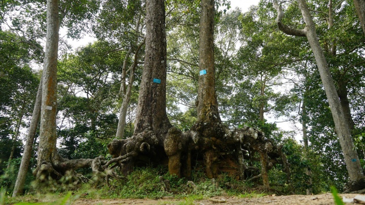 Lạ kỳ những bộ rễ cây khổng lồ tại Trà Vinh - 10