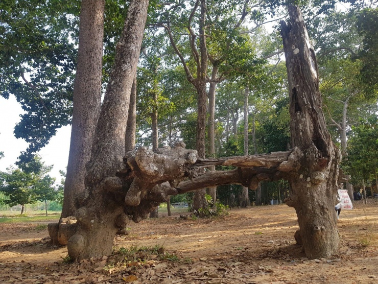 Lạ kỳ những bộ rễ cây khổng lồ tại Trà Vinh - 11