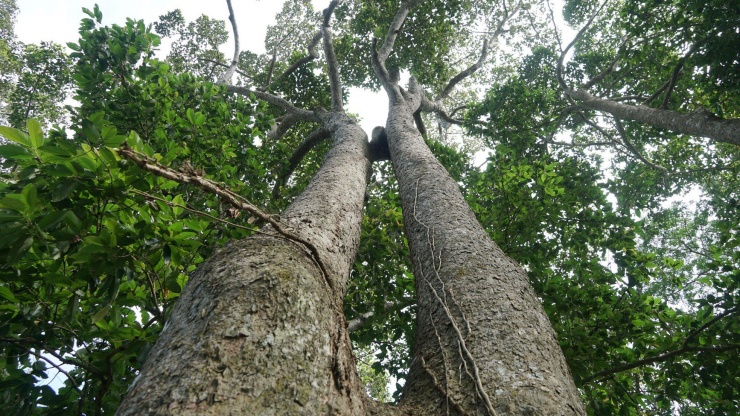 Lạ kỳ những bộ rễ cây khổng lồ tại Trà Vinh - 12