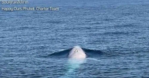 Con cá voi trắng do du khách quay lại nghi là cá voi Omura quý hiếm.