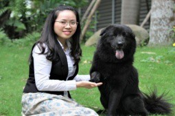 Chú chó có giá chuyển nhượng “khủng“ nhất Việt Nam, được ví như “ngao Tây Tạng“