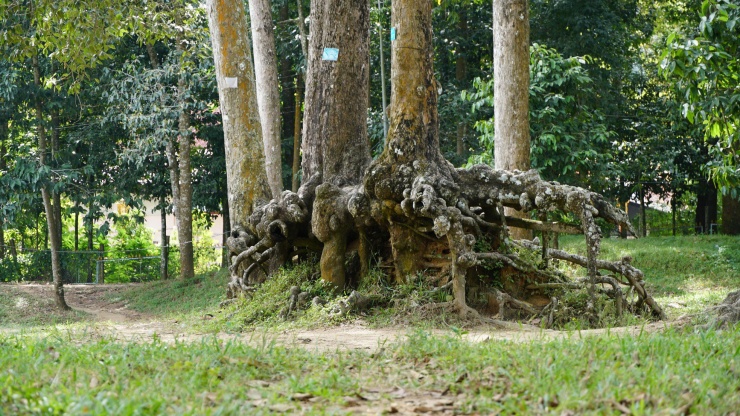 Lạ kỳ những bộ rễ cây khổng lồ tại Trà Vinh