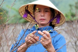 Tin tức trong ngày - Mai vàng Hà Tĩnh được giá, nông dân lắp camera đề phòng trộm cây