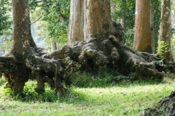 Tin tức trong ngày - Lạ kỳ những bộ rễ cây khổng lồ tại Trà Vinh