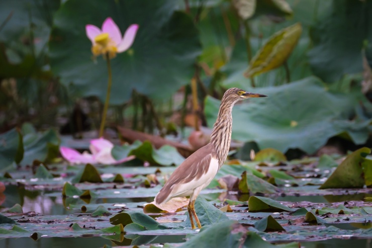 Khám phá 'vương quốc của những loài chim' - 1