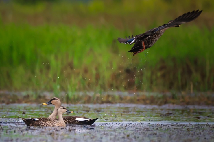 Khám phá 'vương quốc của những loài chim' - 18