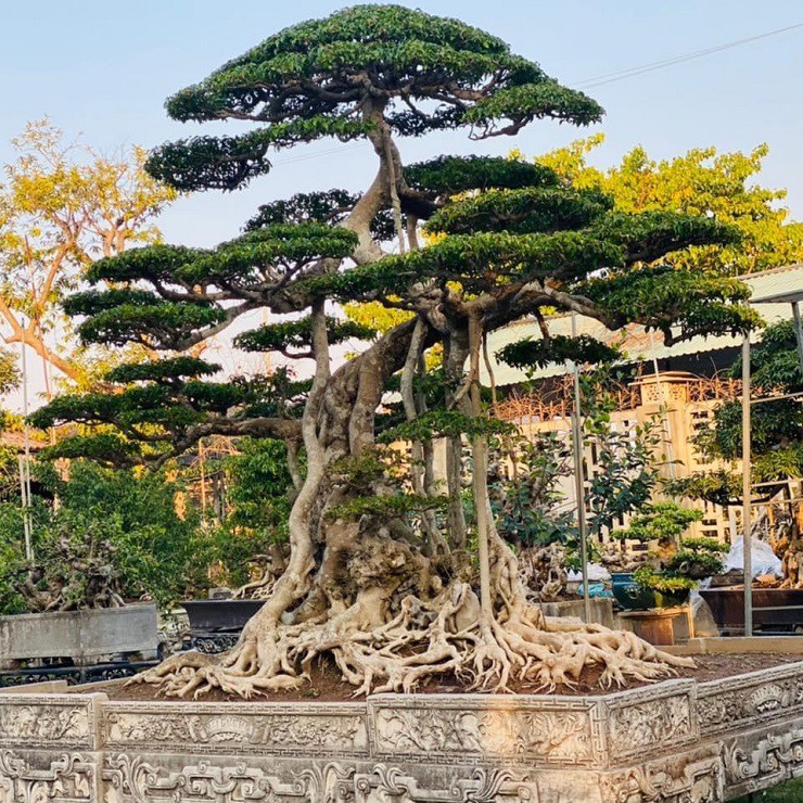 Nổi tiếng trong giới sinh vật cảnh trong nhiều năm nay, cây sanh Long Chúa được coi là cây sanh cổ nhất ở làng cây cảnh Việt Nam với khoảng 200 năm tuổi.
