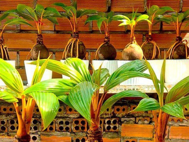 Dừa bonsai độc lạ ‘trình làng’ dịp Tết