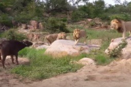 Trâu rừng trả giá khi đối đầu 3 con sư tử đực