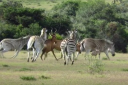 Media - Con non bị đàn ngựa vằn truy sát, linh dương bố mẹ nổi điên phản đòn trả thù