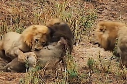 Media - Cuộc chiến giành "ngai vua" của sư tử đực