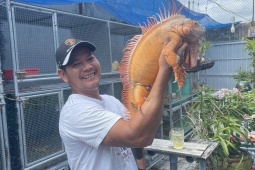 Nuôi loài vật máu lạnh nhìn “sởn da gà”, 7x Vĩnh Long thu hàng trăm triệu đồng/năm