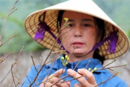 Thị trường - Tiêu dùng - Mai vàng Hà Tĩnh được giá, nông dân lắp camera đề phòng trộm cây