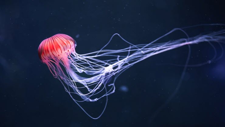 Các tế bào của loài sứa đặc biệt hơn so với những loài có thể tái tạo cơ thể khác.