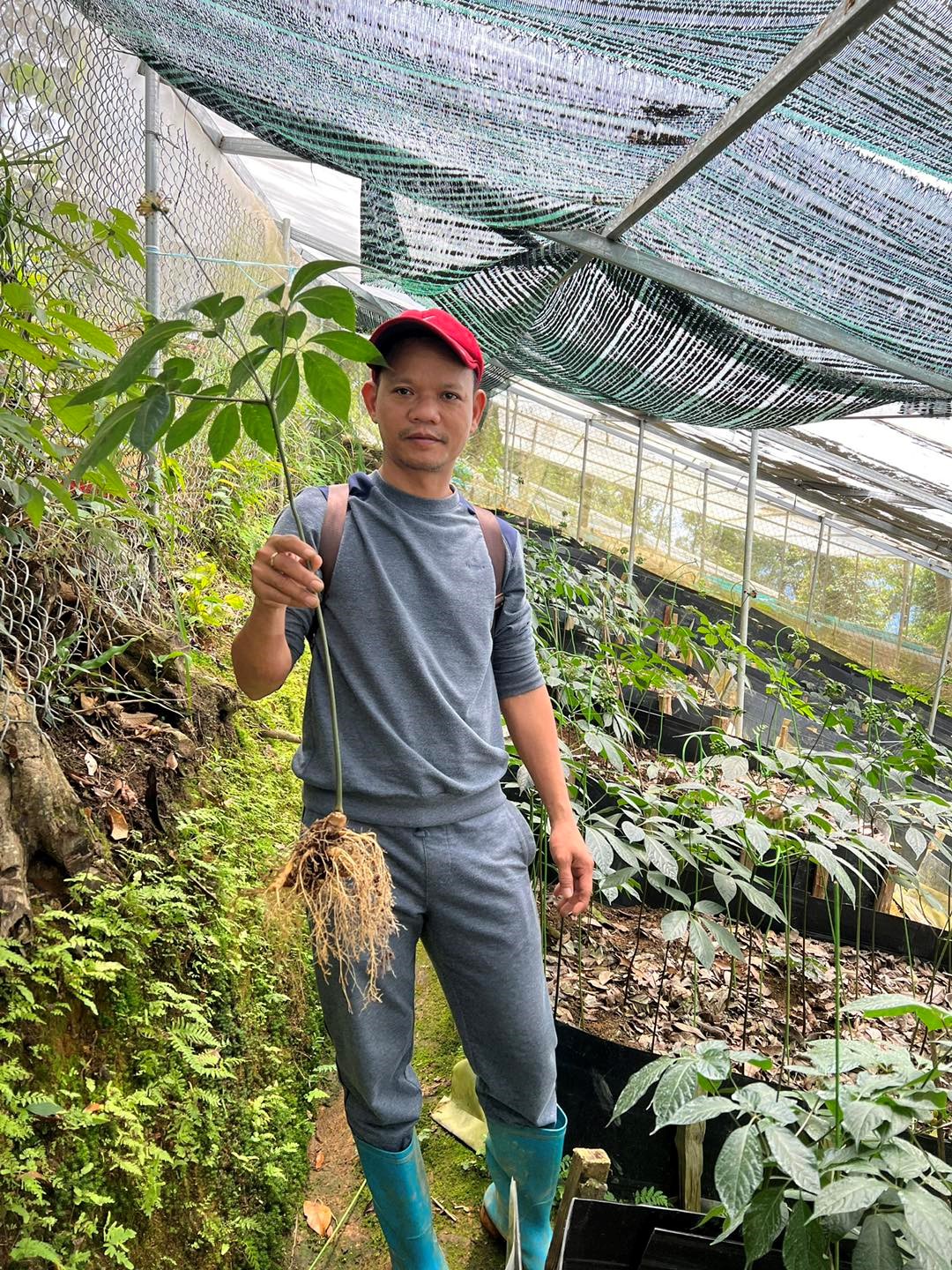 Sâm Ngọc Linh được nuôi trồng trực tiếp ở độ cao 1980m trên núi Nóc Măng Lùng