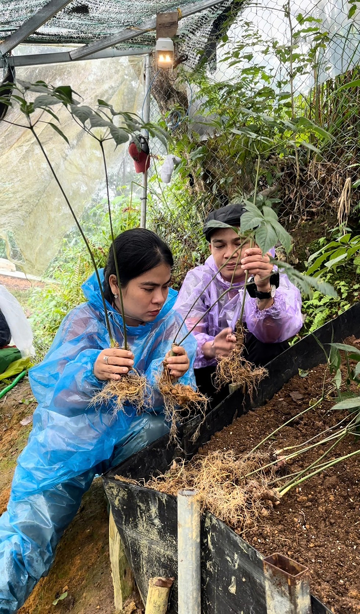 Anh Bùi Bình Đông và Dân Bùi Xứ Nẫu cùng hợp tác phát triển thương hiệu Sâm Ngọc Linh